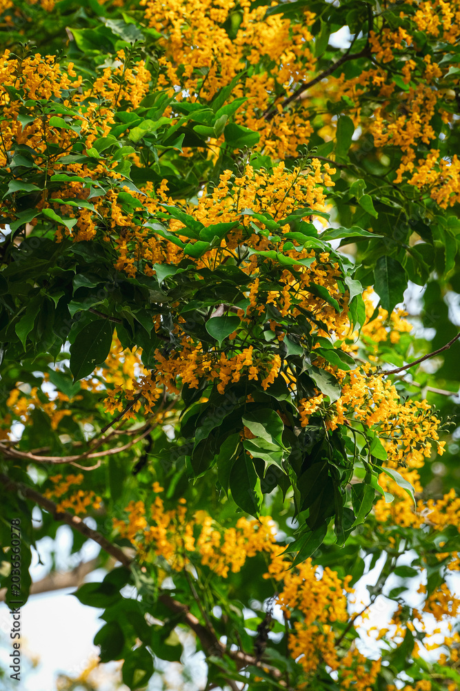 Fototapeta premium Cassia fistula