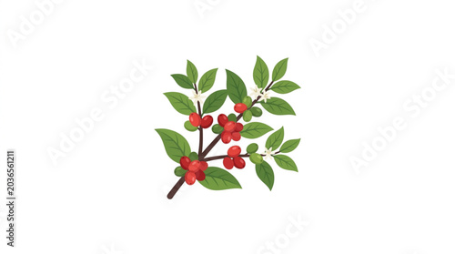 Coffee branch with red berries and green leaves.