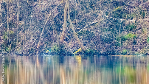 Tableau sur toile Alcedo atthis, common kingfisher, returning out of the water after hunting on a