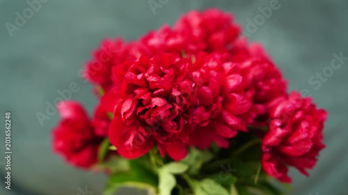 Red peony flowers bouquet with shallow depth of field on blurred background. Floral cinematic video footage. Spring blooming garden and botanical concept. Design for wallpaper, banner, poster