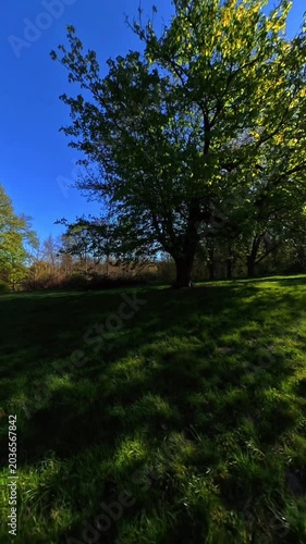 Sunny park landscape with lush trees and contrast shadows