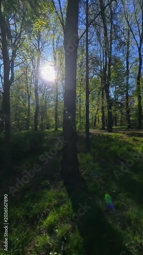 Backlit park landscape with long tree shadows on green grass