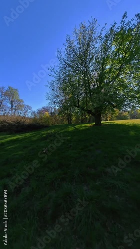 Sunbeams shining through lush green forest trees