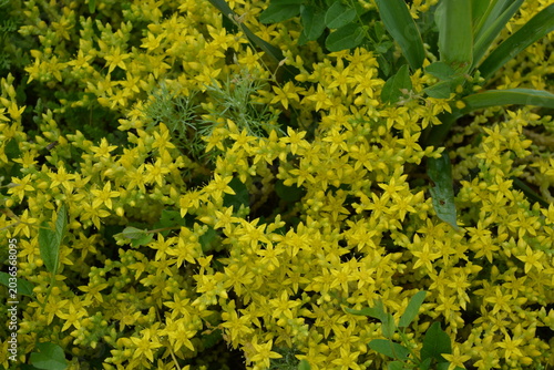 Canvastavla Bright beautiful floral background consisting of small yellow Sedum, stonecrops flowers growing in the sand in a street flowerbed