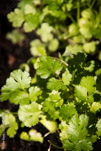 Obraz na płótnie Fresh cilantro growing in a garden with selective focus, highlighting vibrant gr