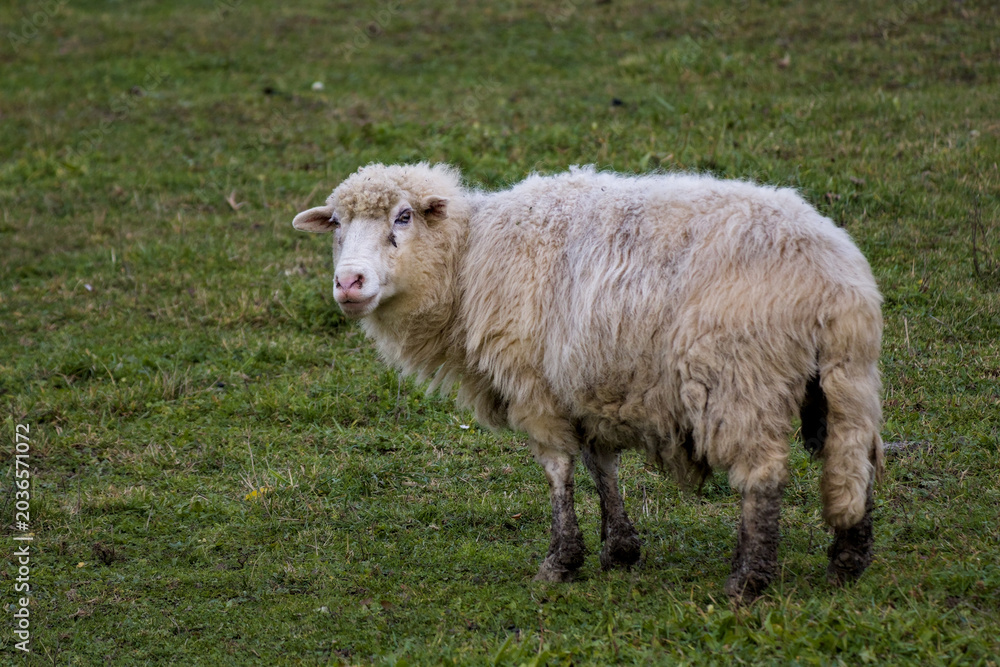 Obraz premium Fluffy Domestic Sheep Standing in Green Grass Pasture Field