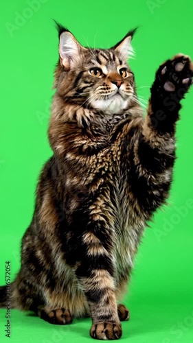 Maine Coon Cat Playing Green Screen.