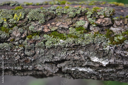 Foto Beautiful scenery, very old, deep gray bark with damage and green moss
