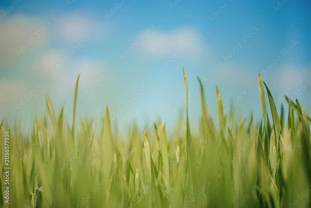 Obraz premium Green wheat field against blue sky with copy space