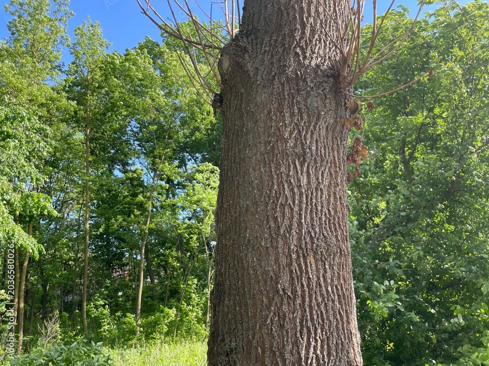 Fototapeta premium tree in the park