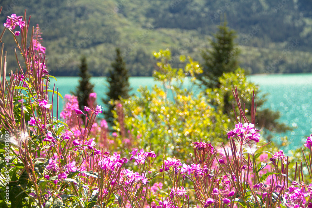 Obraz premium Yukon Passage Canada, Whitehorse & Alaska