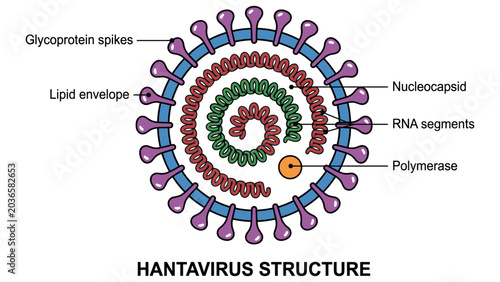 Microscopic Hantavirus Particle Vector Illustration_26