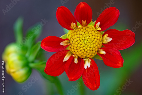 Tableau sur toile Pooh dahlia, flowering in May, 2026