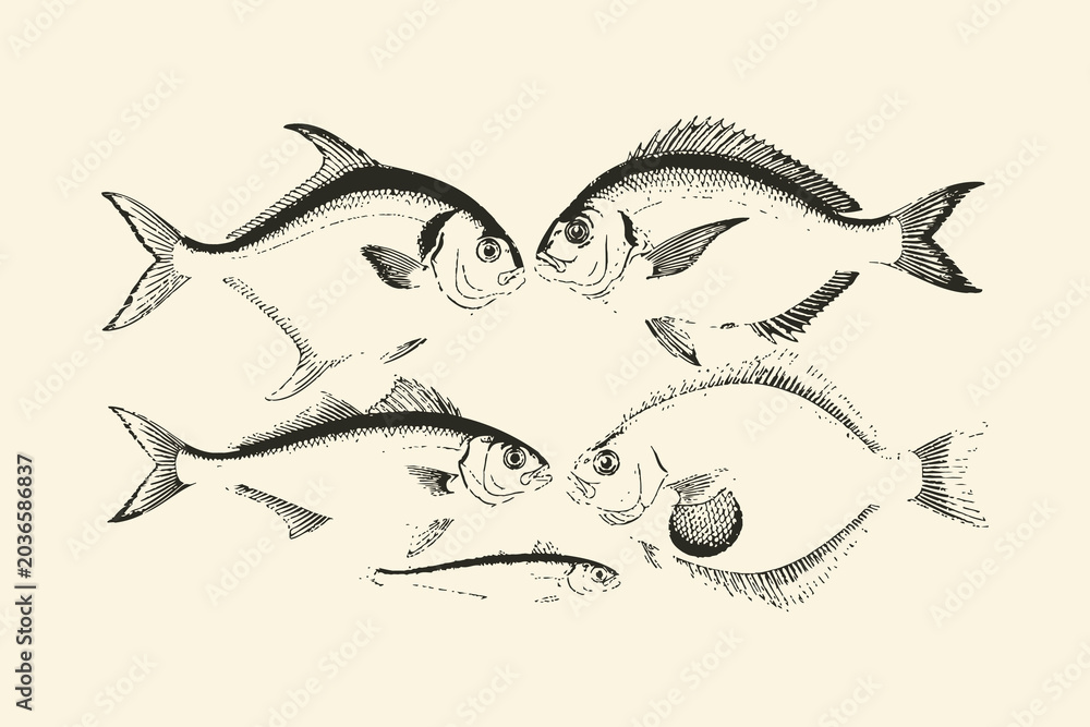 Obraz premium Vintage style illustration of six fish in a circular formation
