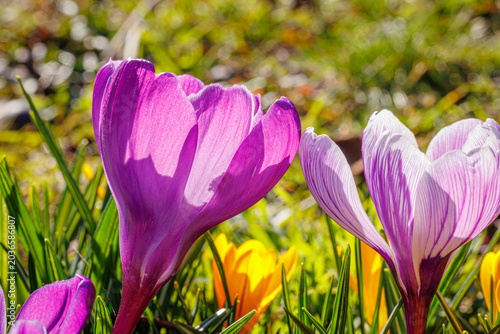Bilde på lerret Spring background with violet Crocus flowers in park