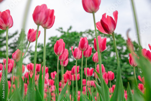 A field of pink tulips against the sky.
