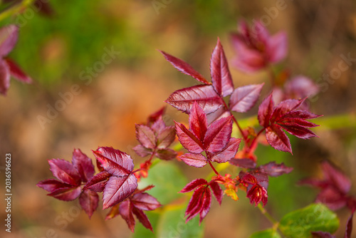 Fotografie Photo of young bright red rose leaves of a living bush against a blurred background of green vegetation and brown last year's fallen leaves