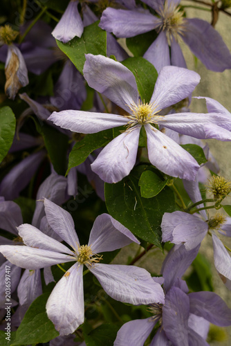 Принти на полотні Soft pale‑lilac clematis flower captured in close‑up, highlighting delicate petals and natural elegance