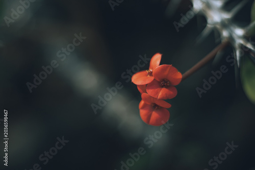 Bild auf Leinwand Macro view and extreme close up image of an isolated Crown of Thorns plant captured under a soft light on the late afternoon in a garden with a blurred background