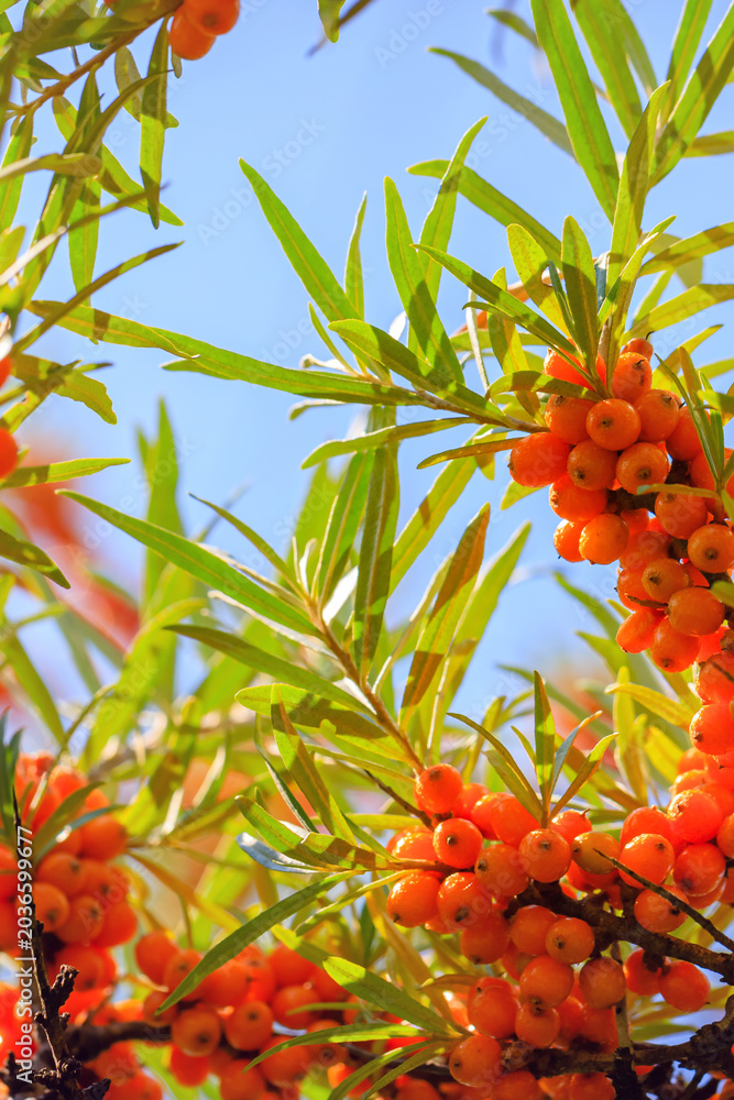 Fototapeta premium Bright orange berries grow on green branches under a clear blue sky during the day in a natural setting