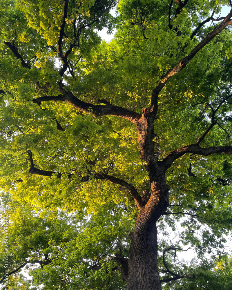 Fototapeta premium Majestic green oak tree canopy with sunlight