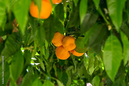 Oranges hanging from a tree surrounded by green leaves in Granada, Spain
