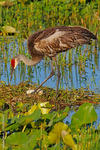 Fotografija Female sandhill crane, Antigone canadensis, tending her nest and two eggs, in a wetland