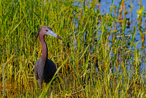 Cuadro en lienzo Little blue heron, Egretta caerulea, hunting in vegetation along a wetland margin