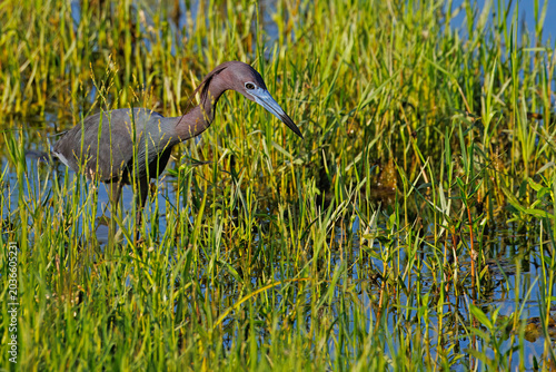 Fotografía An adult Little blue heron, Egretta caerulea, hunting in vegetation along a wetland margin