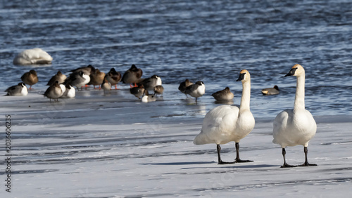 Photos Trumpeter swans (Cygnus buccinator); National Elk Refuge; Wyoming
