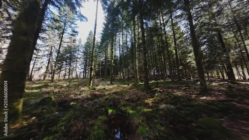fpv drone flying low between trees in pine forest in Ecromagny in Vosges region on a sunny spring day
