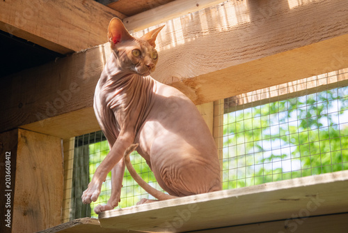 Curious pink sphynx cat exploring and playing in a catio enclosure