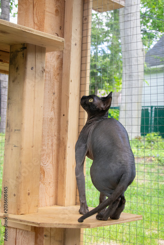 Black sphynx cat curiously playing and exploring