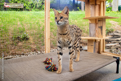 Young Savannah F1 HP cat curiously exploring and playing in an outdoor catio