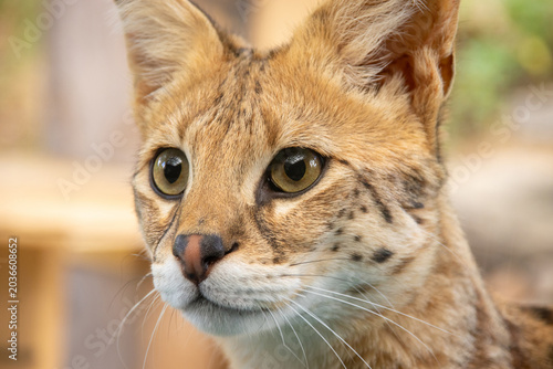 Young Savannah F1 HP cat curiously exploring and playing in an outdoor catio