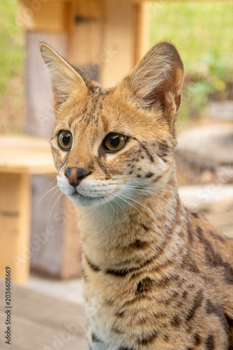 Young Savannah F1 HP cat curiously exploring and playing in an outdoor catio