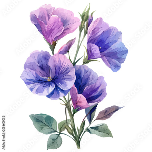 Tableau sur toile Garden Pea Flower, elegant watercolor vector painting with refined details, isolated on a white background