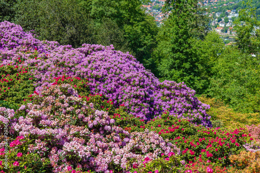 Naklejka premium Colorful flowers bloom on a hillside in a park with distant views of a town below during daytime in spring