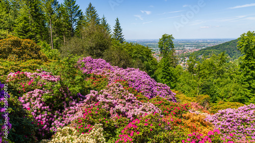 Fotografi Vibrant rhododendron and azalea blooms in a lush garden with a scenic view of th