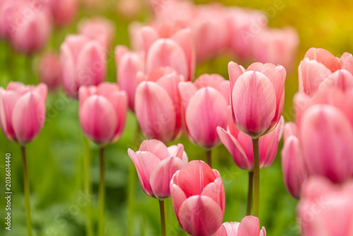 Foto Close-up of delicate pink tulips blooming in a spring garden with soft natural light and shallow depth of field