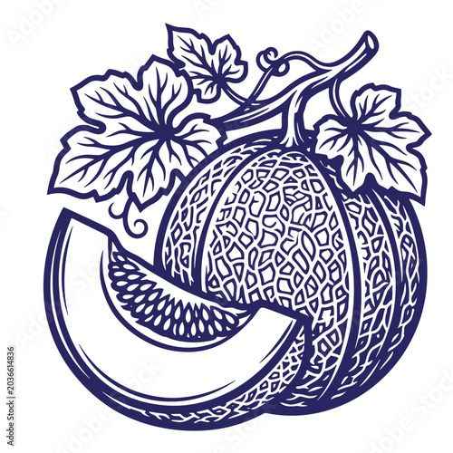 Vintage etched illustration of cantaloupe melon fruit with vines leaves and slice segment cantaloupe muskmelon engraving culinary ingredient illustration isolated