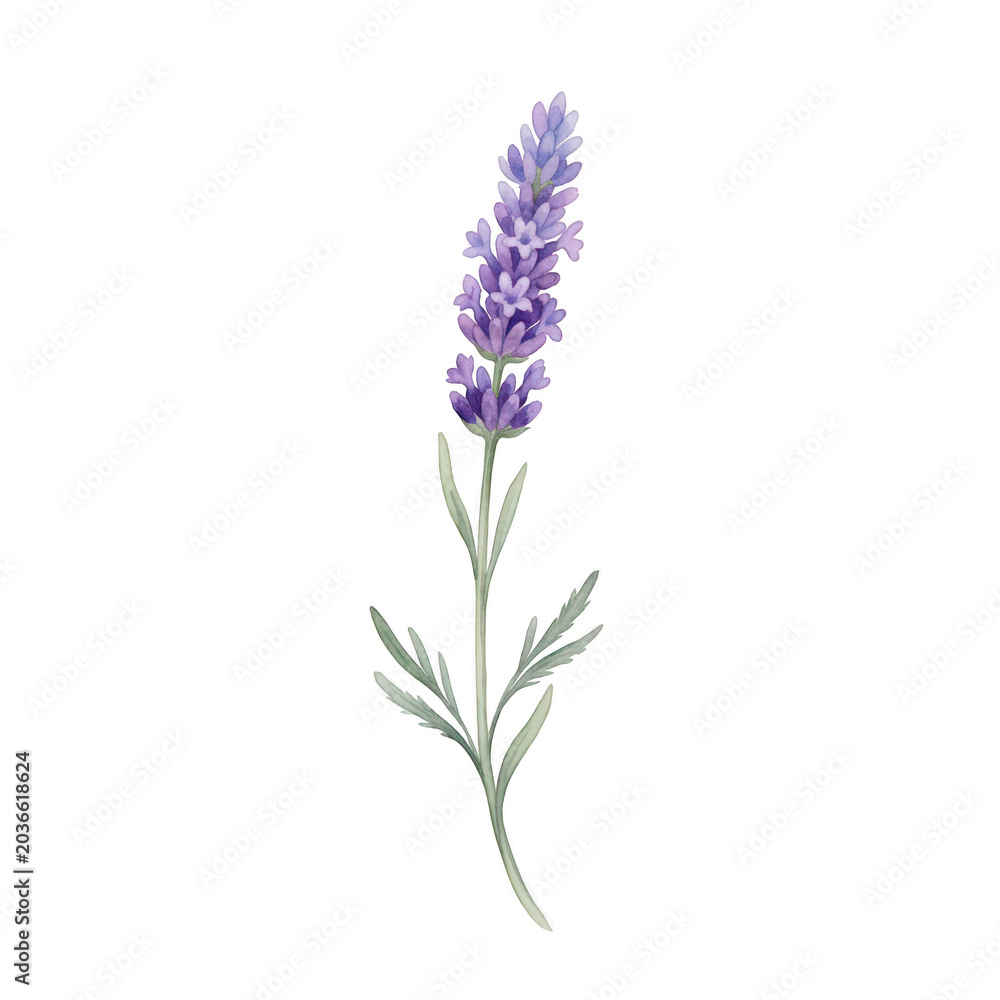 Obraz premium Single lavender flower stem watercolor isolated