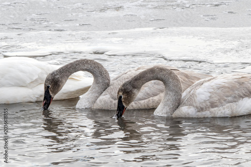 Trumpeter swans (Cygnus buccinator); National Elk Refuge; Wyoming