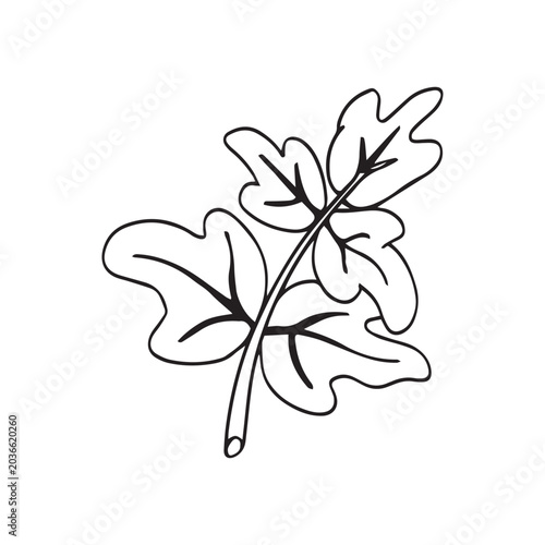Fotografie Simple black and white line art illustration of a botanical leaf stem with multi