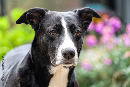 Tableau sur toile Lurcher Collie Mix 'Aria'