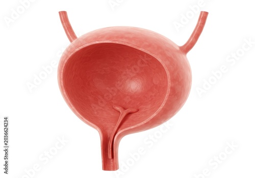 3D Illustration of Human Urinary Bladder Cross Section Anatomy Isolated on White Background for Medical Education