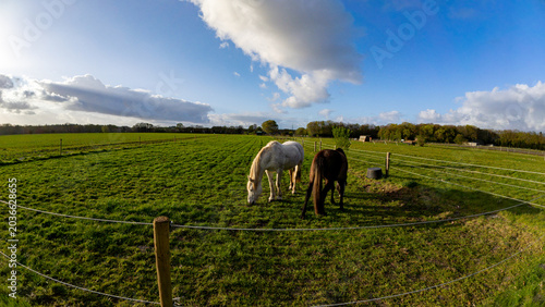 Horses grazing on pasture in the Netherlands