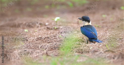 Collared kingfisher perched on ground covered in dry pine needles and grass, holding small twigs in beak for nest building, natural wildlife habitat.