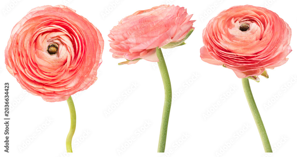 Obraz premium Vibrant pink ranunculus blossoms element set