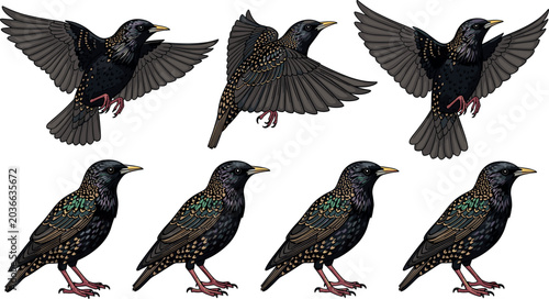 Foto Vector bundle of European starling birds, flower gardens, citrus fruits, healthy